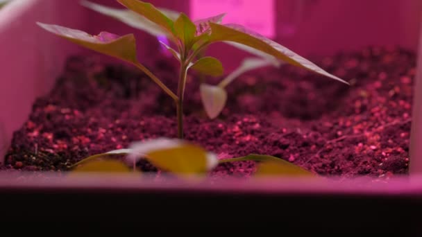 Roze Lichtbron Led Lamp Voor Jonge Planten Teelt Peper Zaailingen — Stockvideo