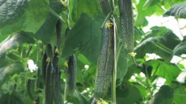  Olgun salatalıklar dallarda asılı. Hasat..