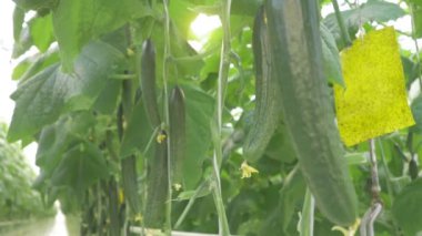 Büyük olgun salatalıklar endüstriyel bir serada bir dala tutunuyorlar.