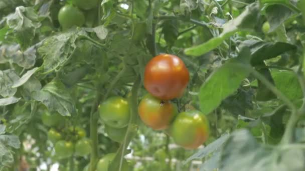 Hummel Fliegt Einen Zweig Mit Tomaten Bestäubung Von Gemüse — Stockvideo