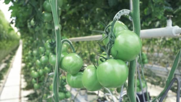 Bouquet Tomates Vertes Pèse Sur Une Branche Dans Une Serre — Video