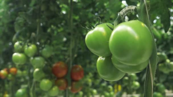 緑と赤のトマトは 工業用温室4の枝に掛かっています — ストック動画