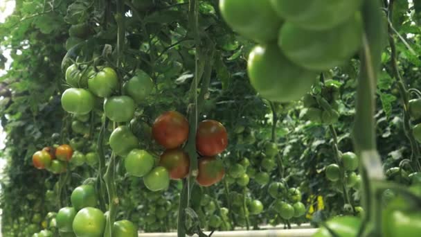 緑と赤のトマトは工業用温室の枝に掛かっています — ストック動画