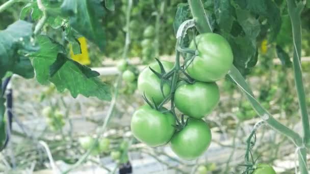 Tomates Verdes Pendurados Ramos Uma Estufa Industrial — Vídeo de Stock