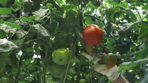Χέρι Διαλέγει Ντομάτες Από Κλαδί Συγκομιδή Βιομηχανικό Θερμοκήπιο — Αρχείο Βίντεο