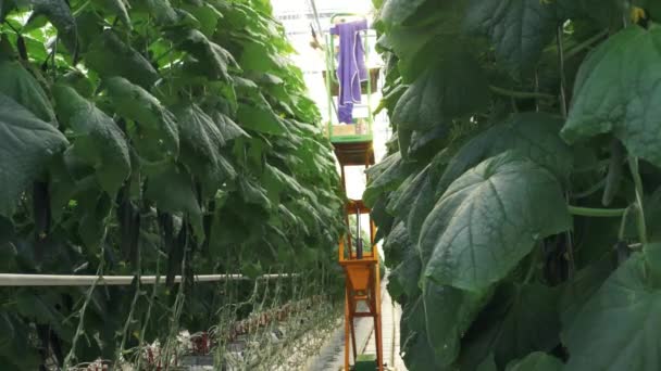 Long Rows Plants Greenhouse Growing Cucumbers Vegan Food — Stock Video
