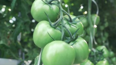 Serada güneşli bir gün, domatesli dallar, yetiştirilmiş domates ve yeşil filizler.