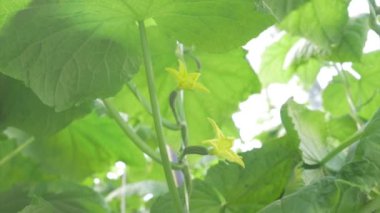 Serada genç yeşil salatalıklar. Organik yemek. Tarım perakendecisi. Çiftçi yemeği. Sarı çiçekli genç salatalık.
