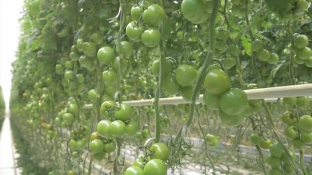 産業温室の緑色のトマトの長い列 — ストック動画