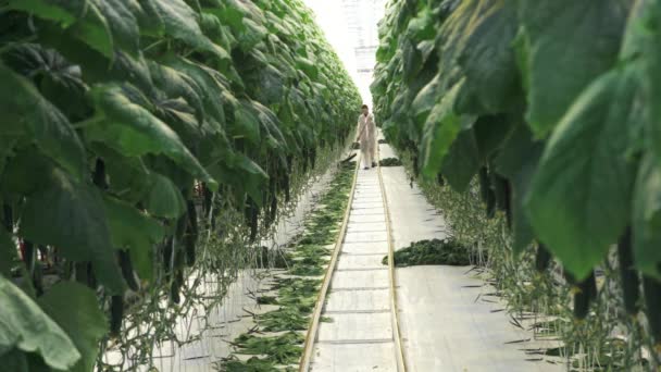 人类在工业温室里采摘黄瓜叶子 — 图库视频影像
