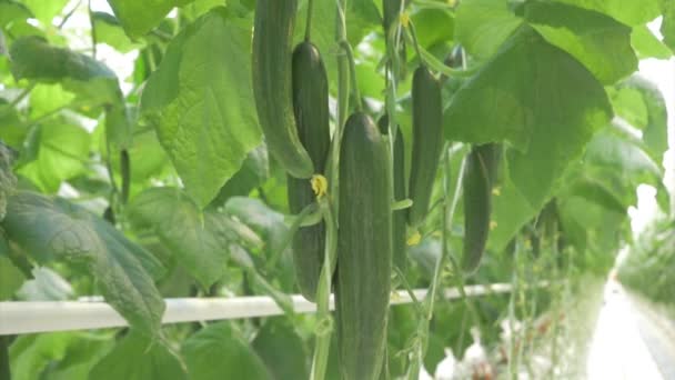 Many Large Green Cucumbers Hang Bush Greenhouse — Stock Video