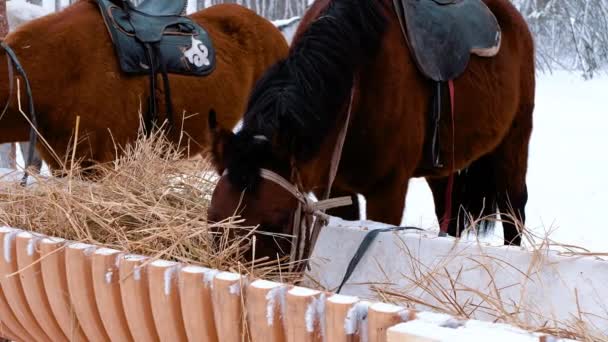 Hästar Äter Påse Ute Vintern Närbild — Stockvideo