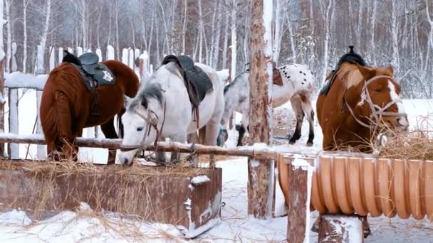 Fritt Bete Hästar Äter Utanför Vinter — Stockvideo