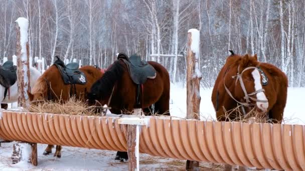馬は冬の外のポケットで干し草を食べる — ストック動画