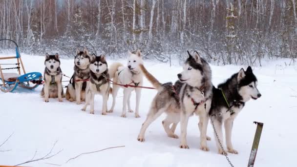 Ταξίδι Στα Βόρεια Χάσκι Σκυλιά Έλκηθρο — Αρχείο Βίντεο
