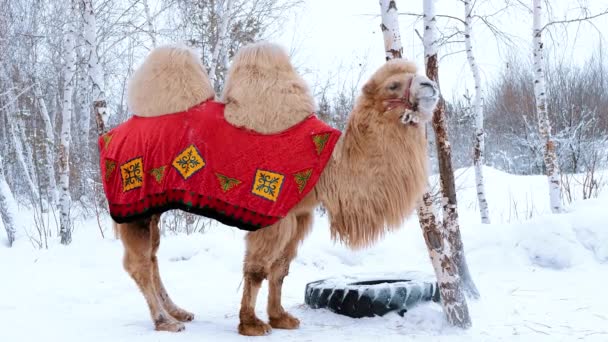 用皮带拴着培根骆驼 背景中的冬季森林 — 图库视频影像