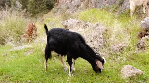 Uma Cabra Come Erva Verde Prado Pastoreio Livre Animais — Vídeo de Stock