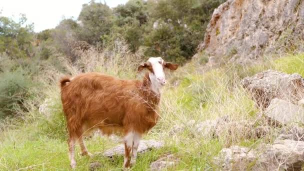 山羊咀嚼草 沿着岩石移动以寻找食物 — 图库视频影像