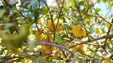 Yeşil yaprakların ve gökyüzünün arka planında parlak sarı limonlar. Ağaçta bir sürü limon var..