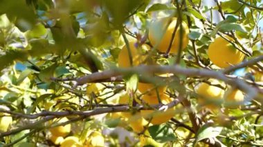 Ağaçta bir sürü limon var. Limon hasadı