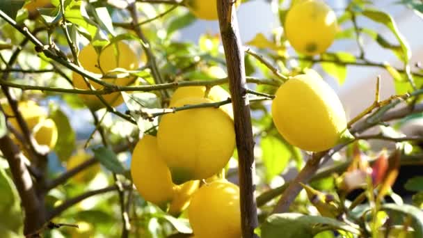 Una Mano Tiende Mano Los Limones Una Rama Muchos Limones — Vídeo de stock