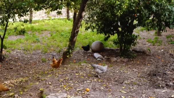 Plusieurs Poulets Picorent Des Grains Des Vers Dans Jardin — Video