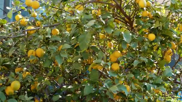 Δέντρο Λεμόνια Βιταμίνες Από Φύση Κέρδος Και Χρηματοδότηση — Αρχείο Βίντεο