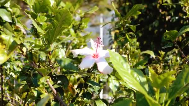 Yeşil Çalılıklarda Beyaz Çiçek Bahar Geldi — Stok video