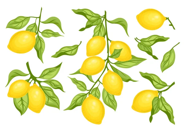 Conjunto Cítricos Limón Con Hojas Verdes Limones Enteros Entre Ramas — Archivo Imágenes Vectoriales