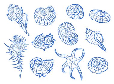 Beyaz arka planda mavi deniz kabukları çizilmiş. Denizci koleksiyonu. Davetiyeler, tebrik kartları, posterler, baskılar, afişler ve benzeri şeyler için mükemmel. Vektör illüstrasyonu