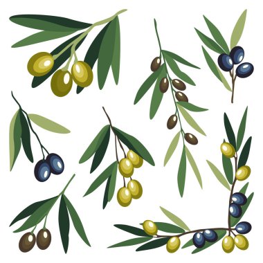 Yeşil ve siyah zeytinli yemyeşil dalların toplanması. Alabildiğine yemyeşillik, biraz da zeytin. Yapraklı küçük filizler. Doğal sağlıklı ürün. Organik yiyecekler. İzole vektör illüstrasyonu.
