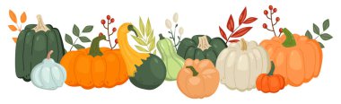 Elle çizilmiş renkli sebzelerin yatay bileşimi. Turuncu balkabağı, mavi kabak, sarı kabak, yeşil kabak, beyaz pattypan ve yapraklar. Sonbahar hasadı, bitkiler hasat konsepti. Vektör illüstrasyonu