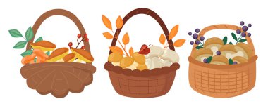 Mantar hasadı ve sonbahar yapraklı hasır sepetleri koleksiyonu. El yapımı mantarlar, mantarlar, porcini, sonbahar yapraklı boletus ve böğürtlen dalları. Orman hasat konsepti. Vektör illüstrasyonu.