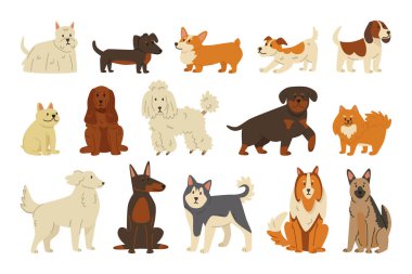Husky, corgi, labrador, kaniş, doberman, dachshund, beagle, kaniş, çoban ve rottweiler 'ın yer aldığı bir dizi çizgi film köpeği. El koleksiyonu çeşitli evcil hayvan cinsleri ve boyutlarında. Vektör illüstrasyonu.