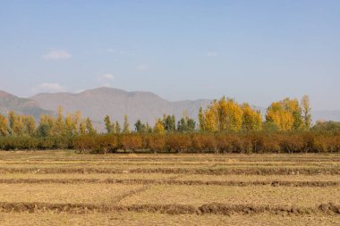 Sonbahar mevsiminde kavak ağacının üzerinde güzel bir gün doğumu SWAT Vadisi manzarası