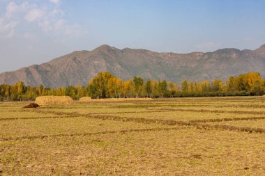 Sonbahar mevsiminde buğday tarlasında kavak ağaçlarının güzel manzarası
