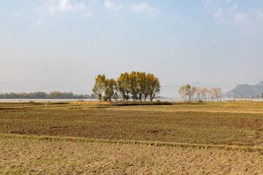 Sonbahar mevsiminde tarlaların ortasında kavak ağaçları güzel bir manzara.