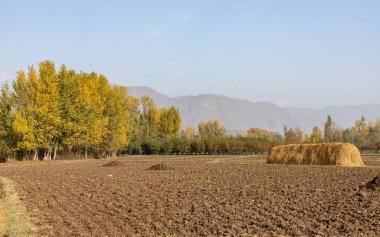 Tarım alanlarının kenarındaki ağaçların rengarenk sonbahar manzarası ve arka planda dağlar.