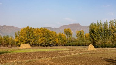 Sonbahar mevsiminde tarımsal tarlaların bir tarafında tek başına kavak ağaçları.