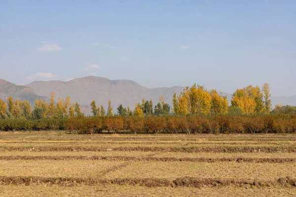 stock image Beautiful sunrise over the poplar tree in autumn season landscape view in swat valley