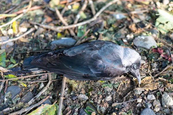 Död Kråkfågel Som Ligger Livlös Skogen — Stockfoto