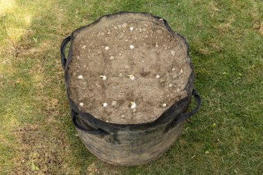 Ev sebze bahçesinde organik ürün yetiştirmek için arka arkaya sarımsak tohumları ekildi.