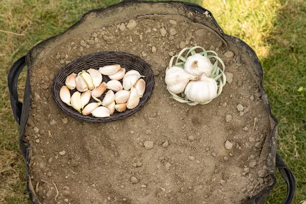 小さなバスケットのニンニク球根とクローブは 成長袋または飼育ベッドガーデンに植える — ストック写真