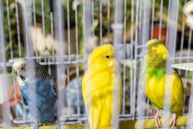 Kafesteki sevimli renkli muhabbet kuşları. seçici odak