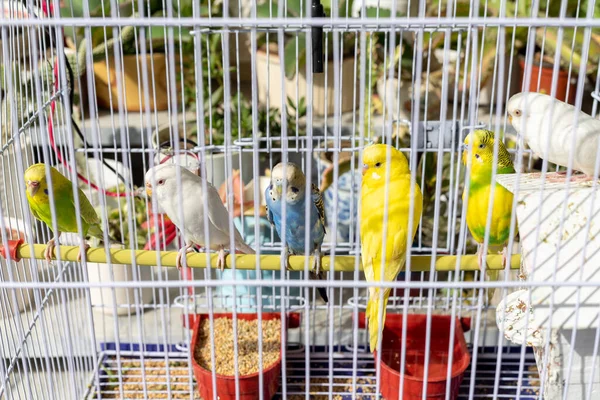 stock image Beautiful parakeet parrots in a cage with feed and drinking water