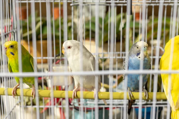 White Albino Red Eye Budgie Cage Selective Focus — Stock Photo, Image