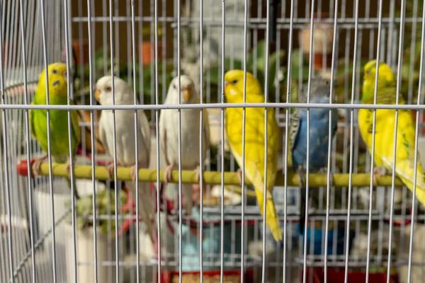 Kolorowe Papużki Klatce Sprzedaż Sklepie Zoologicznym — Zdjęcie stockowe