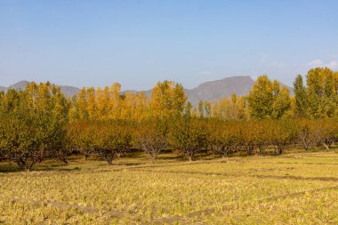 Sonbaharda şeftali bahçesi ve kavak ağacı yaprakları.