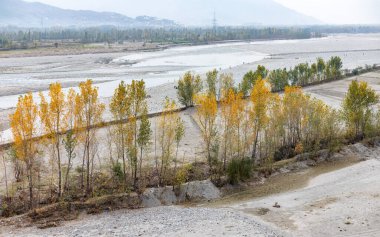 Sonbahar mevsiminde kavak ağacı kuş bakışı
