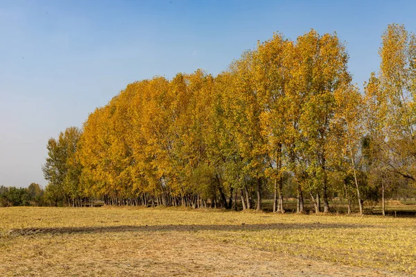 stock image Beautiful scenery of trees foliage in autumn season